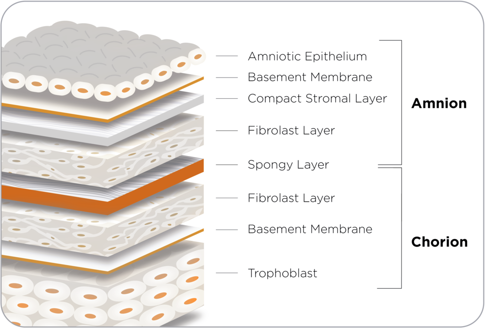 Placenta tissue graft product information.