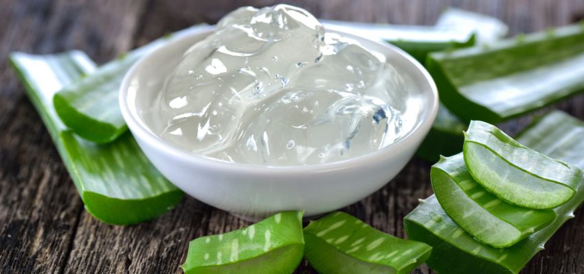 Aloe vera is renowned for its soothing effects on the skin and has been used for centuries in traditional medicine.